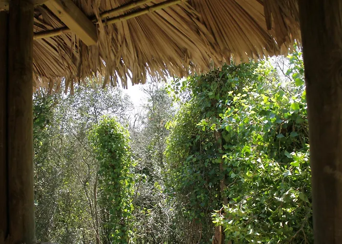 キャンプ場 Hidden Forest Retreat