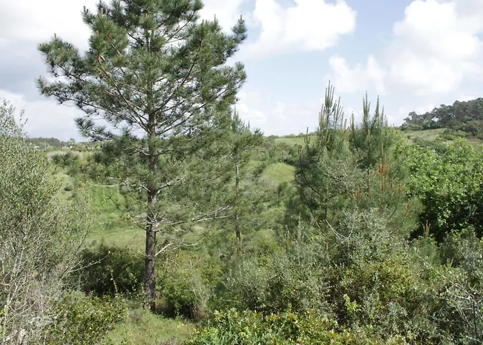 Hidden Forest Retreat * Carvoeira